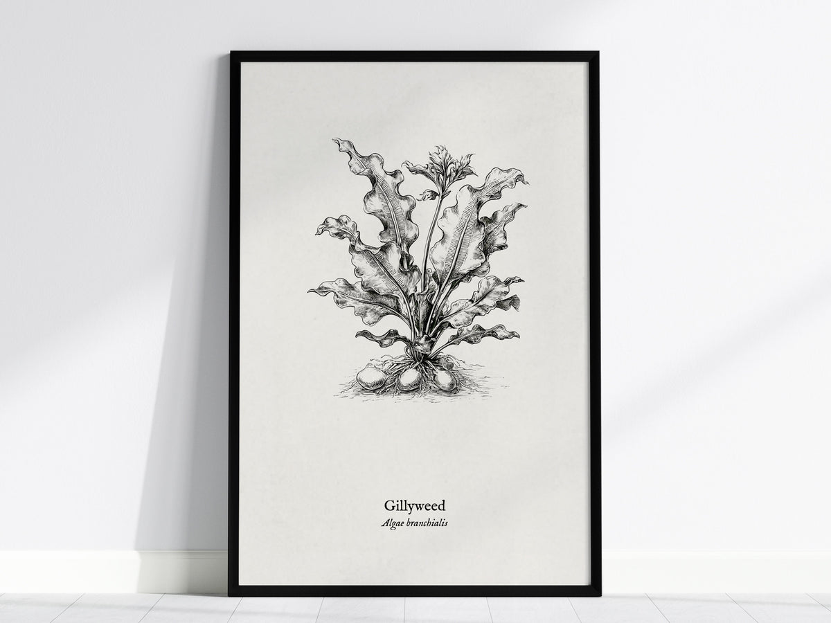 Gillyweed Poster | Algae Branchialis Pen and Ink Print Vintage Scientific Illustration — framed wall art, 24x36 in