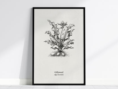 Gillyweed Poster | Algae Branchialis Pen and Ink Print Vintage Scientific Illustration — framed wall art, 24x36 in