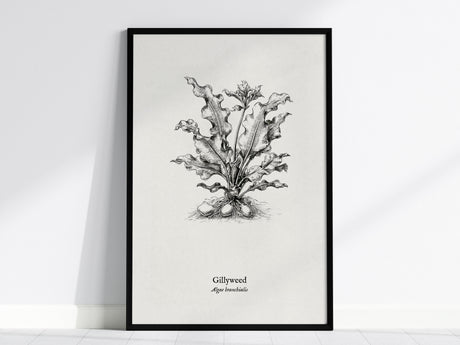 Gillyweed Poster | Algae Branchialis Pen and Ink Print Vintage Scientific Illustration — framed wall art, 24x36 in