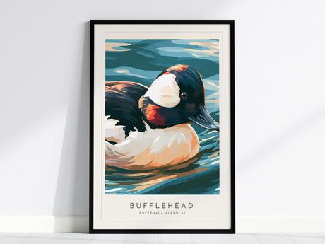 Bufflehead, Bucephala albeola Poster | Diving Duck Wildlife Print Wall Art — framed wall art, 24x36 in