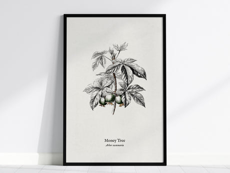 Money Tree Poster | Arbor Nummaria Pen and Ink Print — Vintage Botanical Illustration Wall Art — framed wall art, 24x36 in