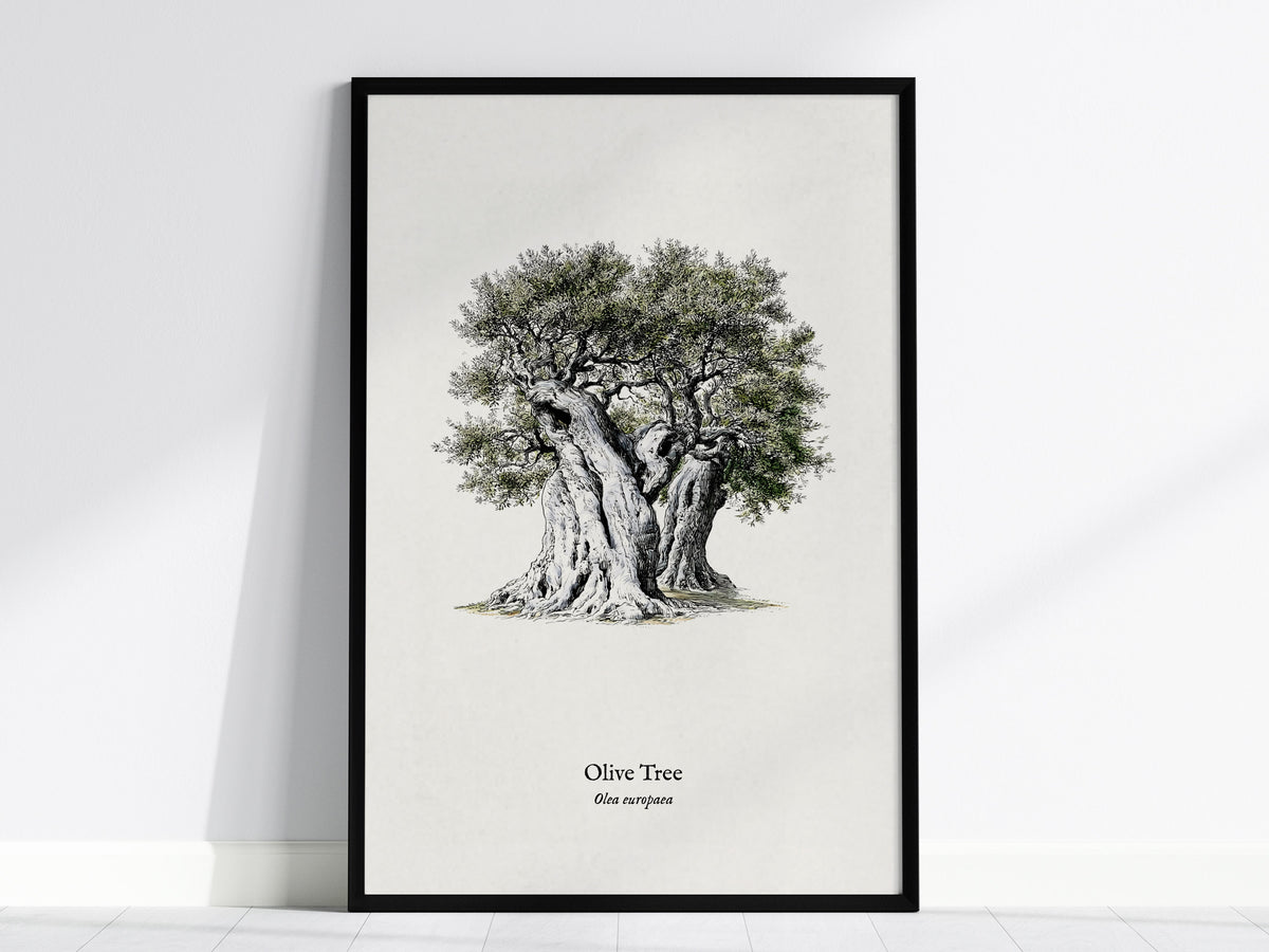 Olive Tree Poster | Vintage Olea europaea Botanical Illustration Wall Art — framed wall art, 24x36 in