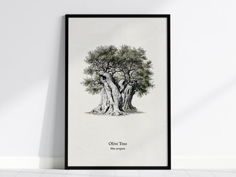 Olive Tree Poster | Vintage Olea europaea Botanical Illustration Wall Art — framed wall art, 24x36 in