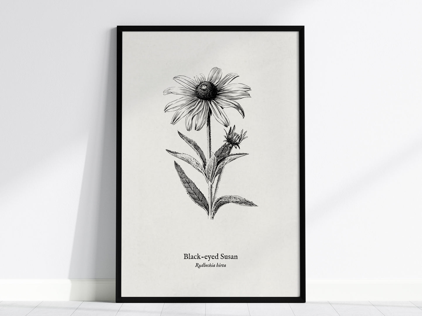Black-eyed Susan Poster | Vintage Rudbeckia hirta Botanical Illustration Wall Art — framed wall art, 24x36 in