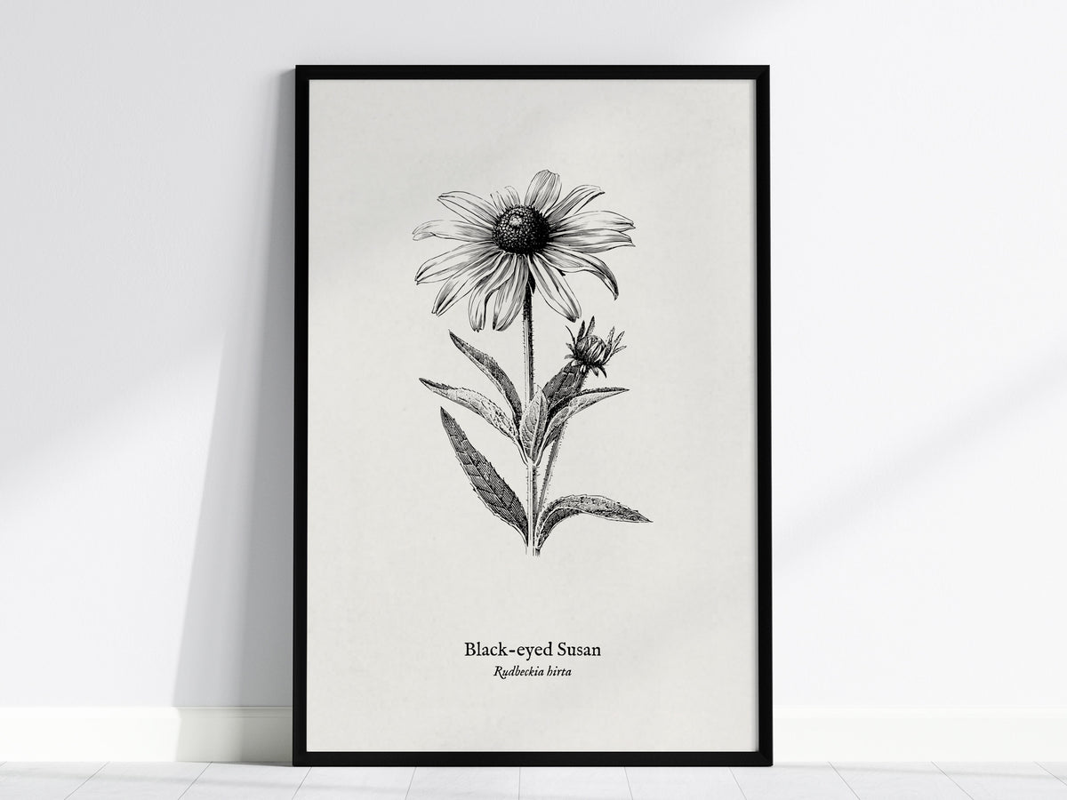 Black-eyed Susan Poster | Vintage Rudbeckia hirta Botanical Illustration Wall Art — framed wall art, 24x36 in