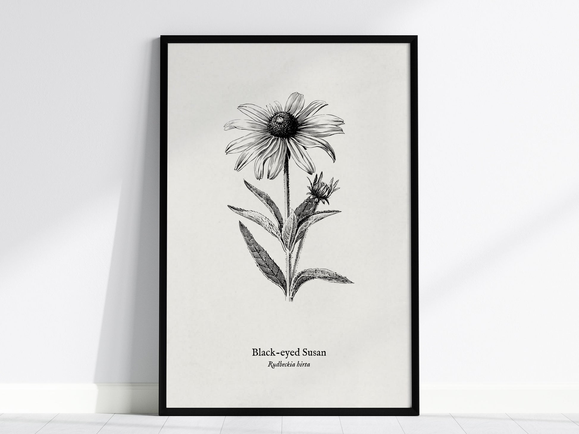 Black-eyed Susan Poster | Vintage Rudbeckia hirta Botanical Illustration Wall Art — framed wall art, 24x36 in