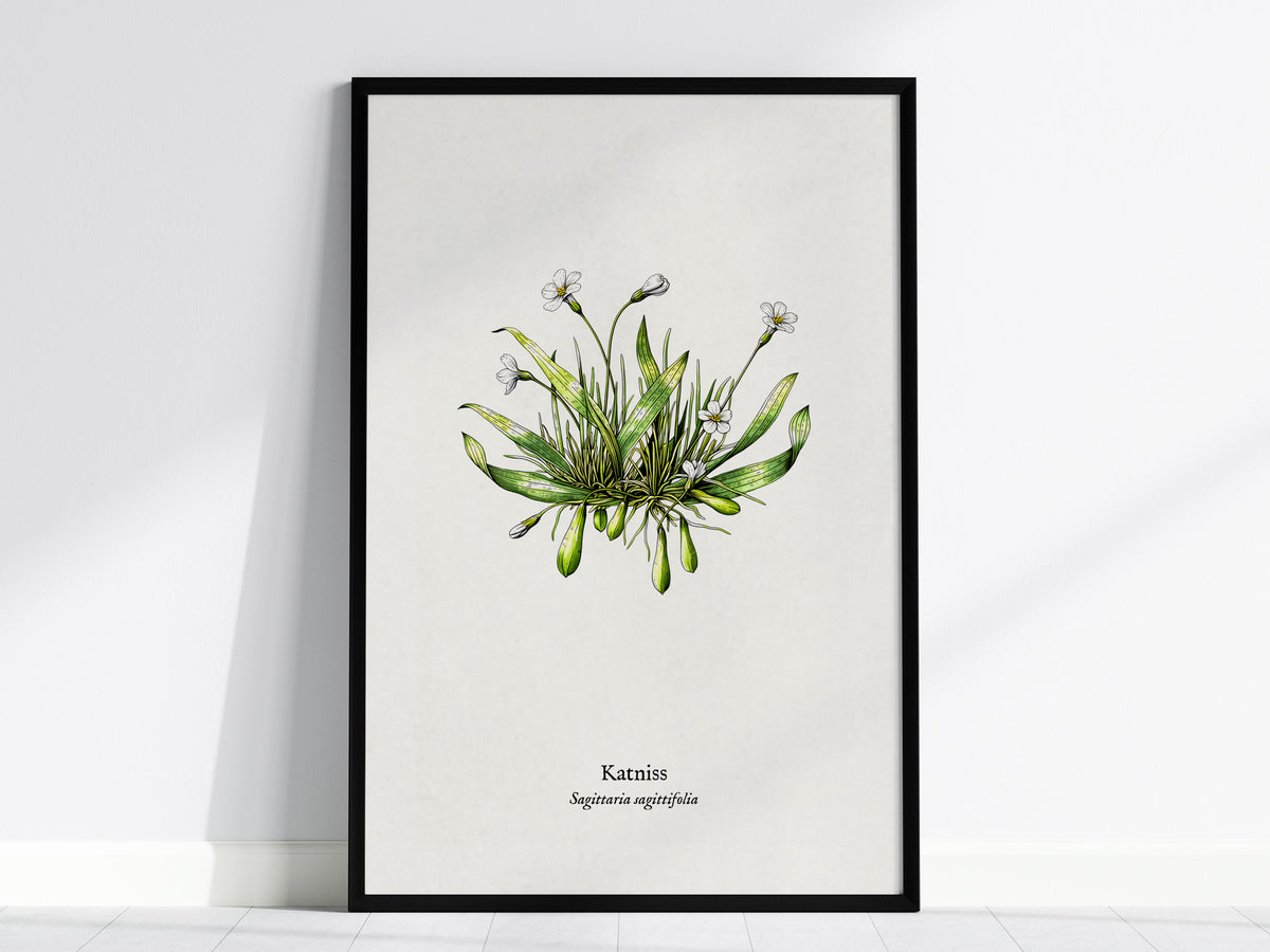 Katniss Poster | Sagittaria sagittifolia Pen and Ink Print | Vintage Botanical Illustration Wall Art — framed wall art, 24x36