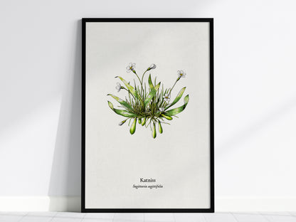 Katniss Poster | Sagittaria sagittifolia Pen and Ink Print | Vintage Botanical Illustration Wall Art — framed wall art, 24x36