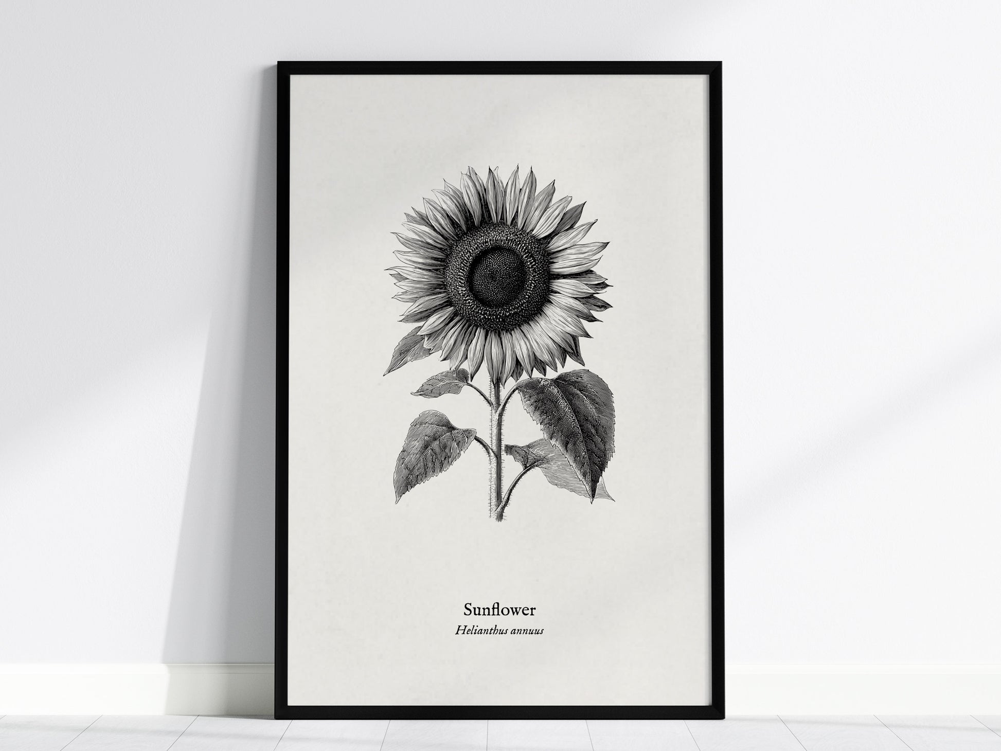 Sunflower Poster | Helianthus annuus Vintage Botanical Ink Illustration Line Art Print — framed wall art, 24x36 in