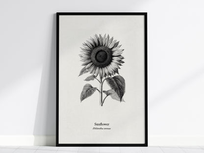 Sunflower Poster | Helianthus annuus Vintage Botanical Ink Illustration Line Art Print — framed wall art, 24x36 in