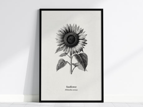 Sunflower Poster | Helianthus annuus Vintage Botanical Ink Illustration Line Art Print — framed wall art, 24x36 in