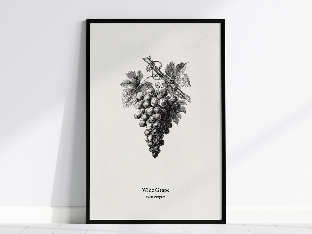 Wine Grape Poster | Vintage Vitis vinifera Botanical Illustration Wall Art — framed wall art, 24x36 in