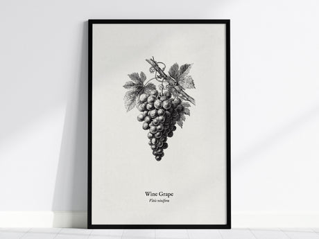 Wine Grape Poster | Vintage Vitis vinifera Botanical Illustration Wall Art — framed wall art, 24x36 in