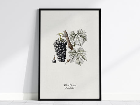 Wine Grape Poster | Vintage Vitis vinifera Botanical Illustration Wall Art — framed wall art, 24x36 in