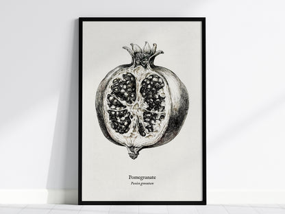 Pomegranate Poster | Vintage Punica granatum Botanical Illustration Wall Art — framed wall art, 24x36 in