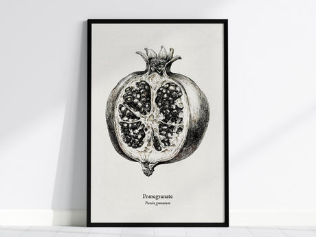 Pomegranate Poster | Vintage Punica granatum Botanical Illustration Wall Art — framed wall art, 24x36 in