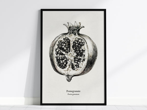 Pomegranate Poster | Vintage Punica granatum Botanical Illustration Wall Art — framed wall art, 24x36 in