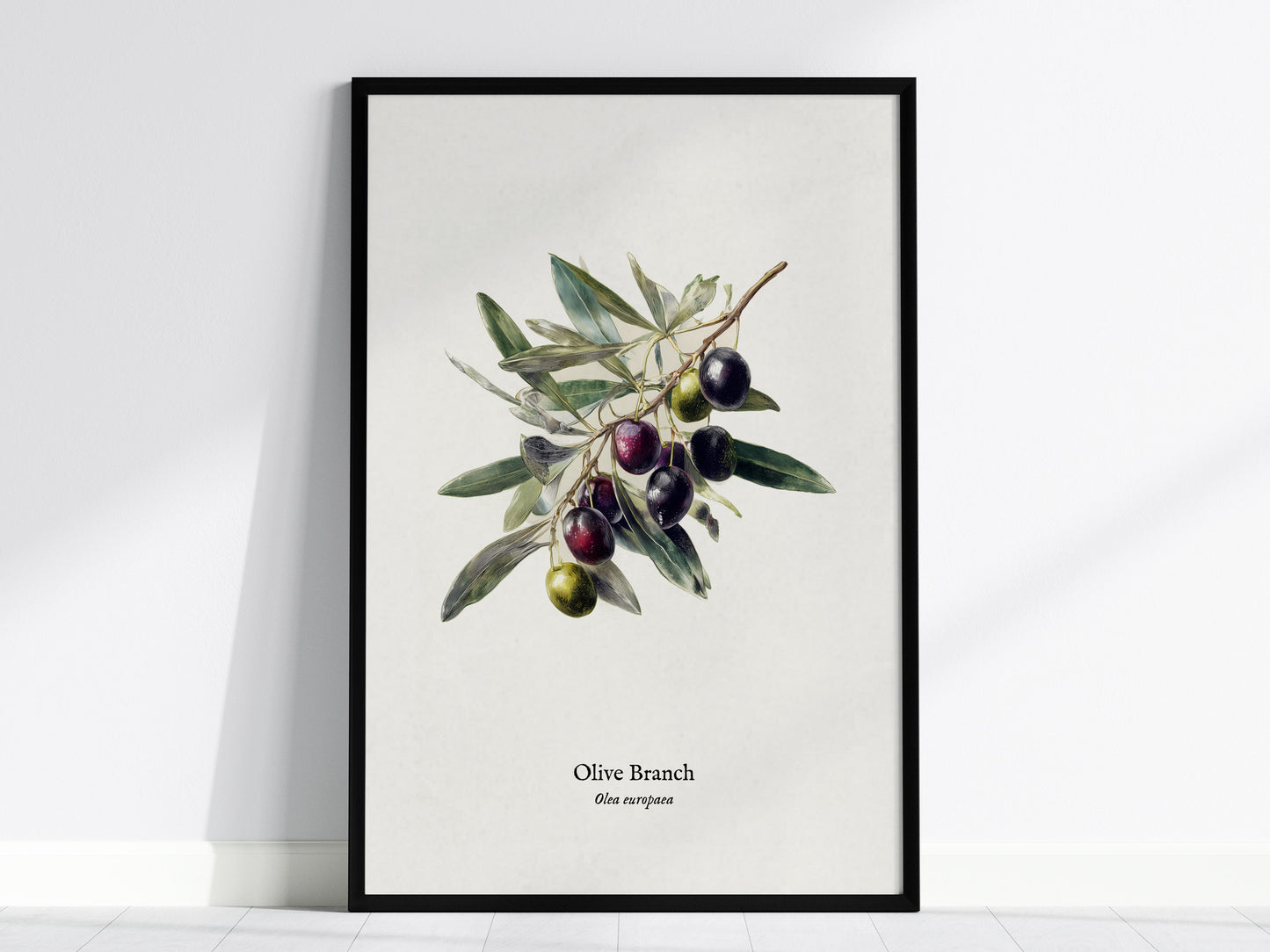 Olive Branch Poster | Vintage Olea europaea Botanical Illustration Wall Art — framed wall art, 24x36 in