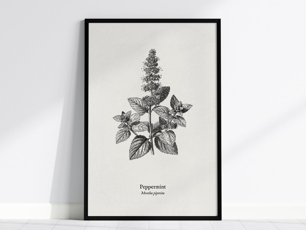 Peppermint Poster | Mentha piperita Vintage Botanical Ink Illustration Wall Art — framed wall art, 24x36 in