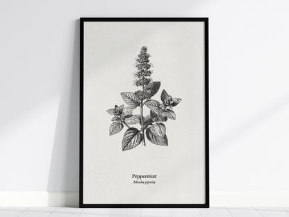 Peppermint Poster | Mentha piperita Vintage Botanical Ink Illustration Wall Art — framed wall art, 24x36 in