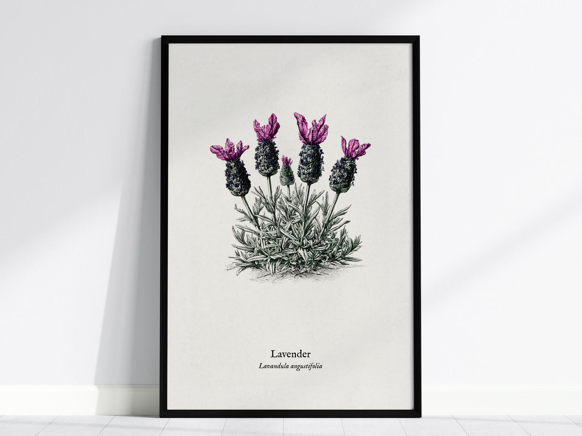 Lavender Poster | Lavandula angustifolia Pen and Ink Print Vintage Botanical Illustration Wall Art — framed wall art, 24x36 i