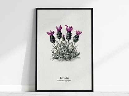 Lavender Poster | Lavandula angustifolia Pen and Ink Print Vintage Botanical Illustration Wall Art — framed wall art, 24x36 i