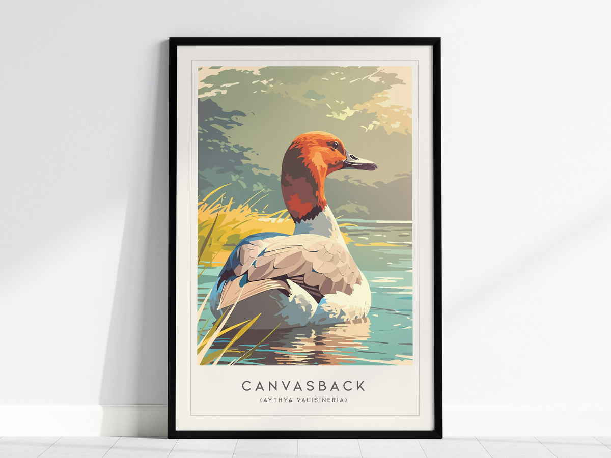 Canvasback, Aythya valisineria Poster | Diving Duck Wildlife Print Wall Art — framed wall art, 24x36 in