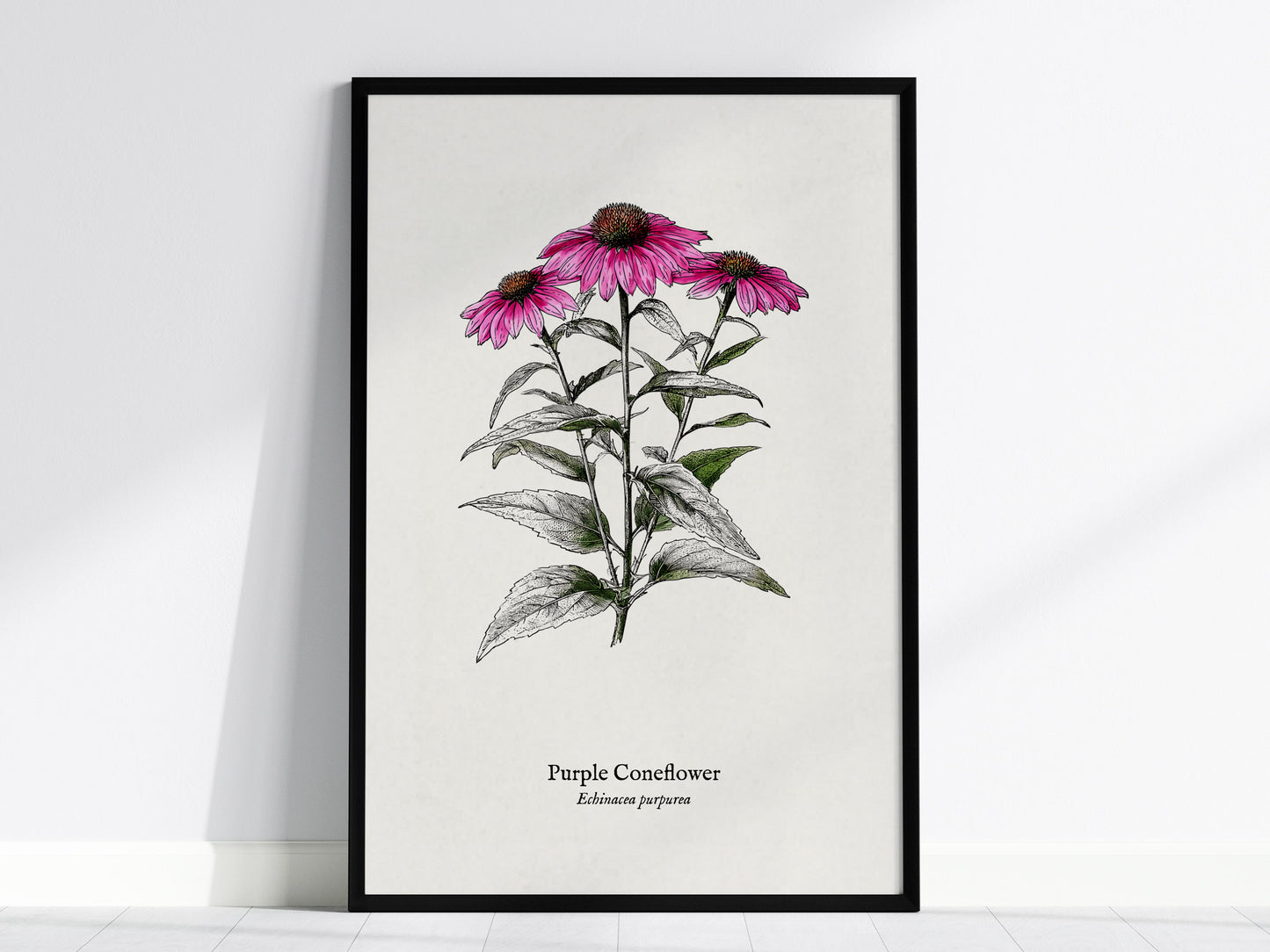 Purple Coneflower Poster | Echinacea purpurea Pen and Ink Print Vintage Botanical Illustration — framed wall art, 24x36 in