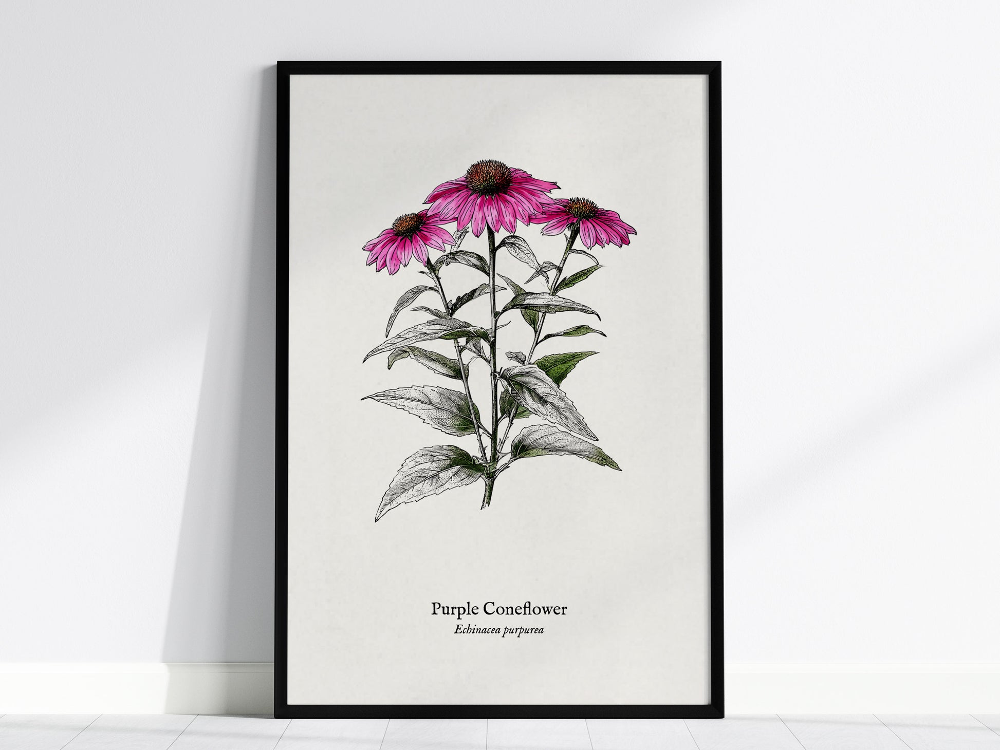 Purple Coneflower Poster | Echinacea purpurea Pen and Ink Print Vintage Botanical Illustration — framed wall art, 24x36 in