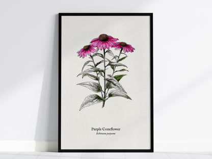 Purple Coneflower Poster | Echinacea purpurea Pen and Ink Print Vintage Botanical Illustration — framed wall art, 24x36 in