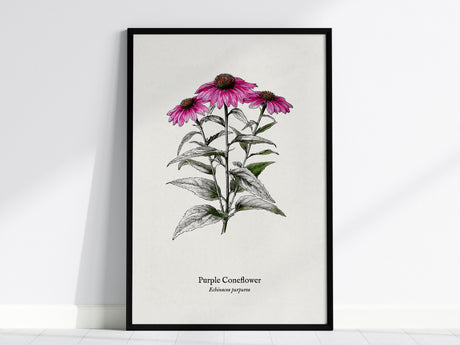 Purple Coneflower Poster | Echinacea purpurea Pen and Ink Print Vintage Botanical Illustration — framed wall art, 24x36 in