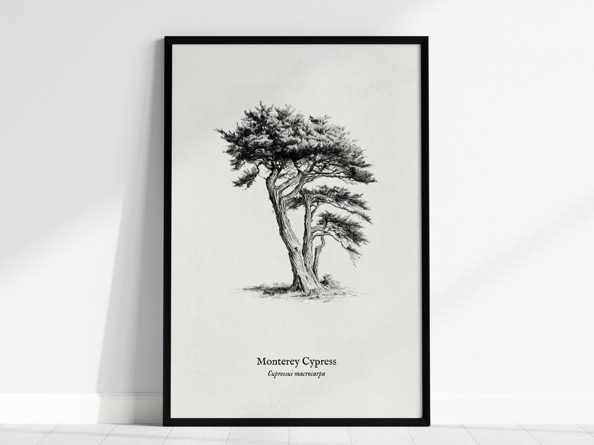 Monterey Cypress Poster | Cupressus macrocarpa Pen and Ink Print Vintage Botanical Illustration — framed wall art, 24x36 in