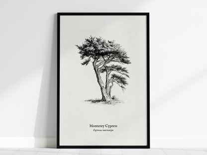 Monterey Cypress Poster | Cupressus macrocarpa Pen and Ink Print Vintage Botanical Illustration — framed wall art, 24x36 in