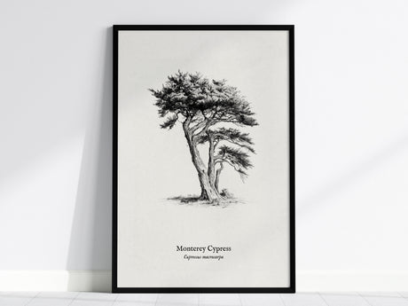 Monterey Cypress Poster | Cupressus macrocarpa Pen and Ink Print Vintage Botanical Illustration — framed wall art, 24x36 in
