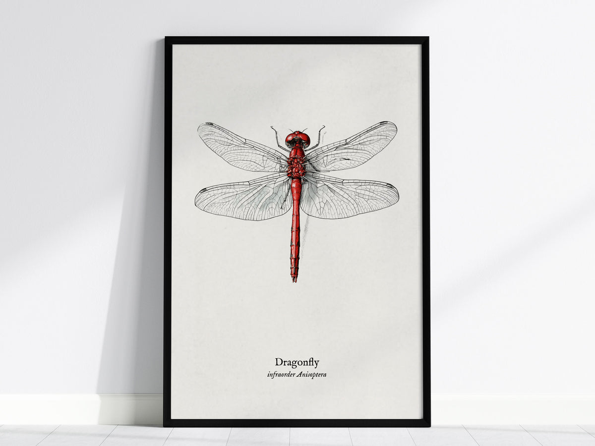 Dragonfly Poster | Vintage Anisoptera Zoological Illustration Wall Art — framed wall art, 24x36 in