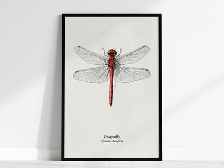 Dragonfly Poster | Vintage Anisoptera Zoological Illustration Wall Art — framed wall art, 24x36 in