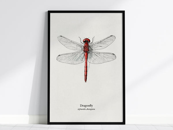 Dragonfly Poster | Vintage Anisoptera Zoological Illustration Wall Art — framed wall art, 24x36 in