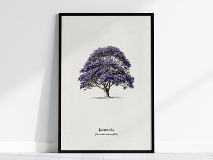 Jacaranda Poster | Vintage Jacaranda mimosifolia Botanical Illustration Wall Art — framed wall art, 24x36 in