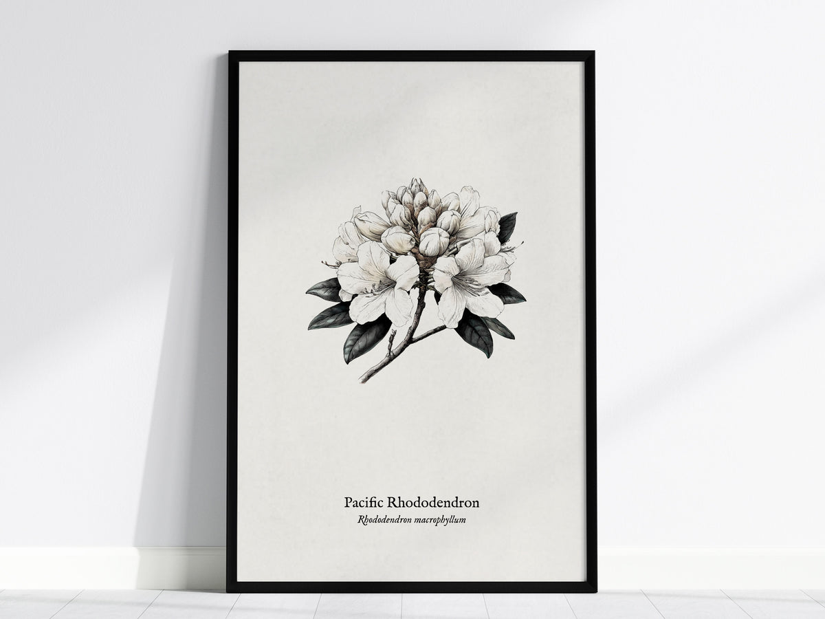 Pacific Rhododendron Poster | Rhododendron macrophyllum Pen and Ink Print Botanical Illustration Wall Art — framed wall art
