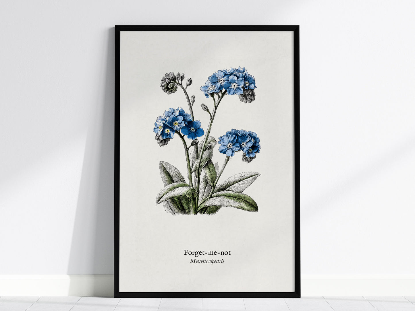 Forget-Me-Not Poster | Vintage Myosotis Alpestris Botanical Illustration Wall Art — framed wall art, 24x36 in