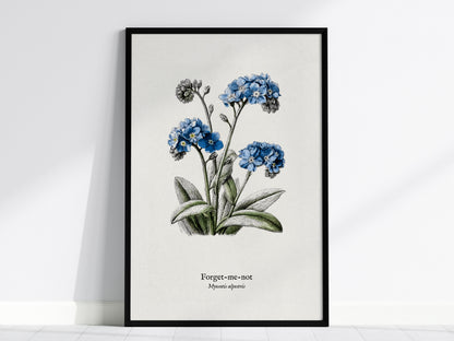 Forget-Me-Not Poster | Vintage Myosotis Alpestris Botanical Illustration Wall Art — framed wall art, 24x36 in