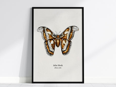 Atlas Moth Poster | Vintage Attacus Atlas Zoological Illustration Wall Art — framed wall art, 24x36 in