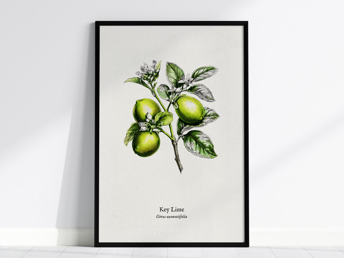 Key Lime Poster | Citrus aurantiifolia Vintage Botanical Illustration Pen and Ink Print — framed wall art, 24x36 in