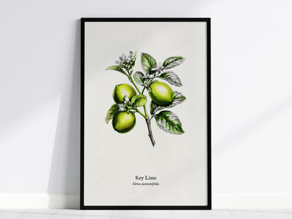 Key Lime Poster | Citrus aurantiifolia Vintage Botanical Illustration Pen and Ink Print — framed wall art, 24x36 in