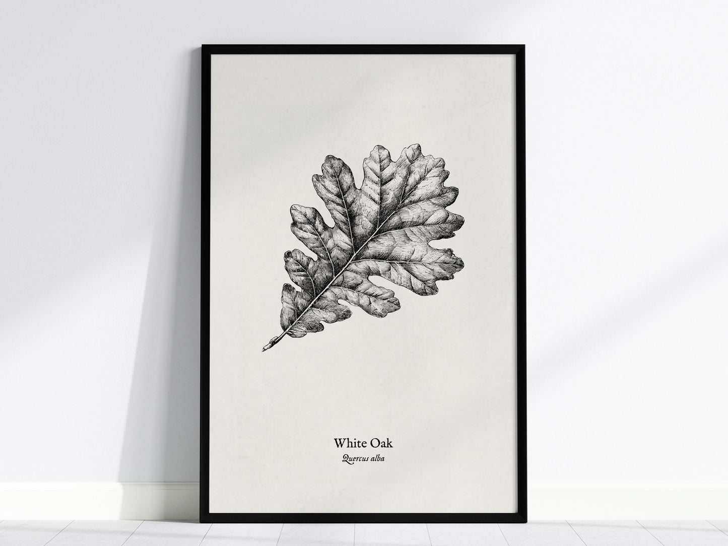 White Oak Poster | Quercus Alba Pen and Ink Print Vintage Botanical Illustration Wall Art — framed wall art, 24x36 in