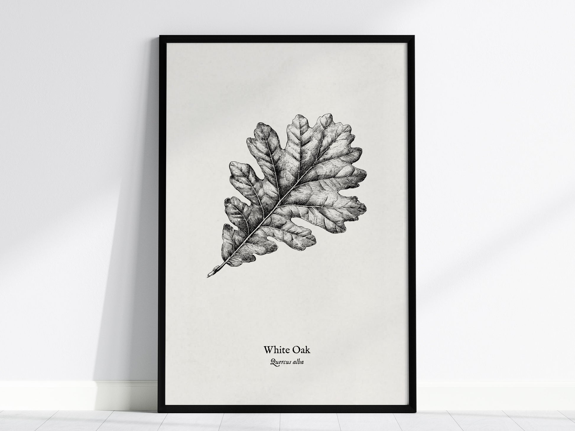 White Oak Poster | Quercus Alba Pen and Ink Print Vintage Botanical Illustration Wall Art — framed wall art, 24x36 in