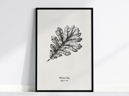 White Oak Poster | Quercus Alba Pen and Ink Print Vintage Botanical Illustration Wall Art — framed wall art, 24x36 in