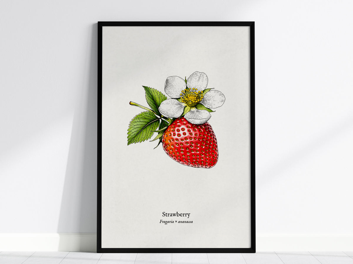 Strawberry Poster | Fragaria × ananassa Pen and Ink Print Vintage Botanical Illustration Wall Art — framed wall art, 24x36 in