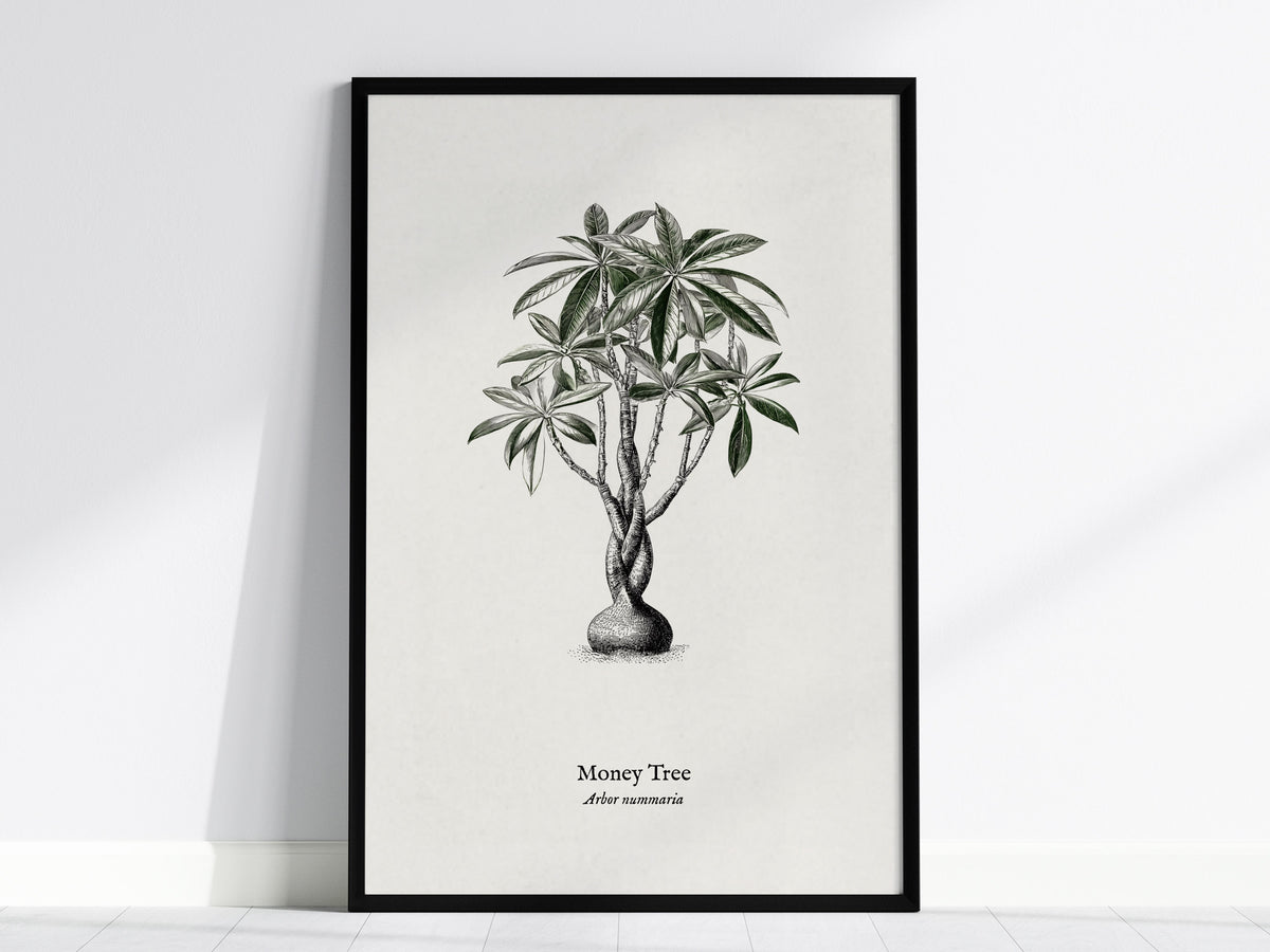 Money Tree Poster | Arbor Nummaria Pen and Ink Print — Vintage Botanical Illustration Wall Art — framed wall art, 24x36 in