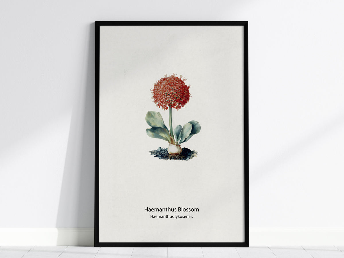 Haemanthus Blossom Poster | Haemanthus lykosensis Pen and Ink Print Vintage Botanical Illustration — framed wall art, 24x36 i